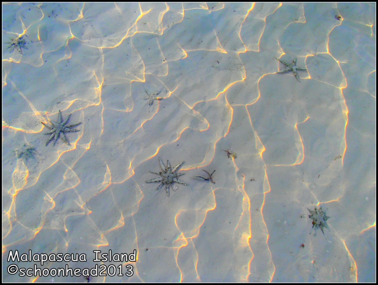 Mating starfishes scatter along the shores of Barrio Logon, Malapascua Island
